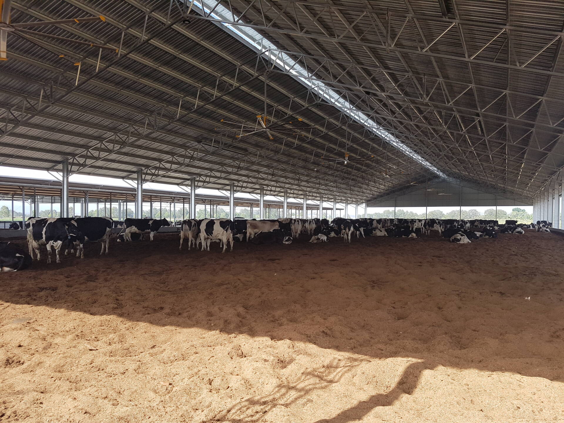 Large clearspan dairy loafing shed providing covered space for cattle