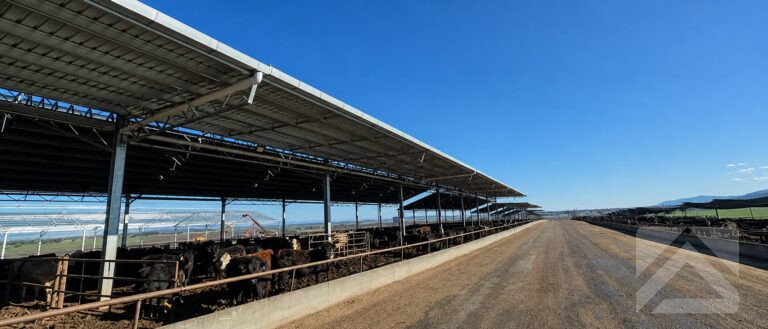TechSpan covered feedlot in New South Wales with structural steel livestock shelter and central service road supporting efficient feedlot stocking density and cattle management.