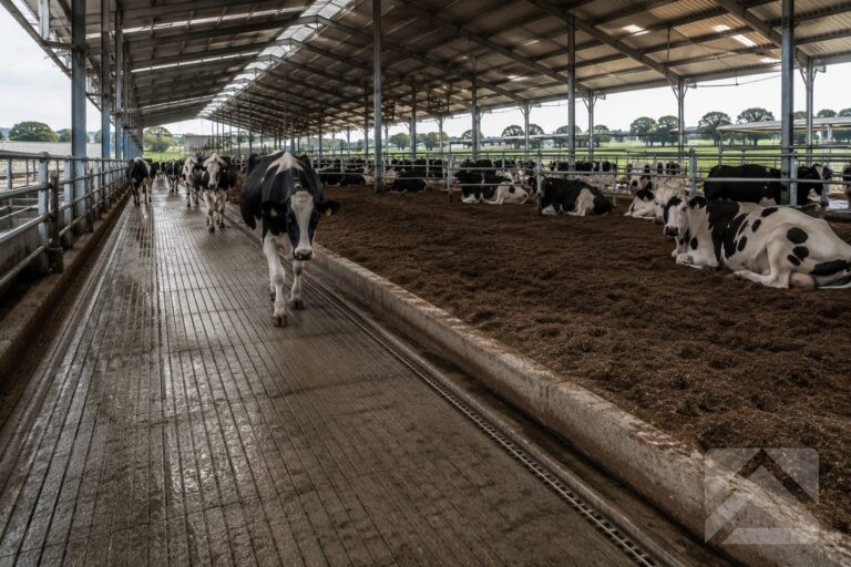 Grooved concrete flooring and drainage channels inside a modern dairy loafing barn with dairy cows walking and resting safely.
