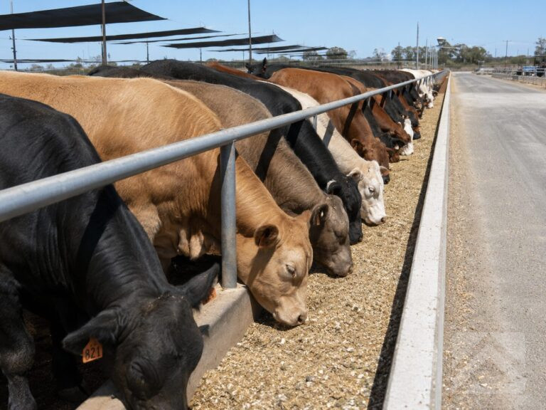 Healthy beef cattle of various colours feeding along a concrete feed bunk in a modern Australian feedlot with overhead shade structures.