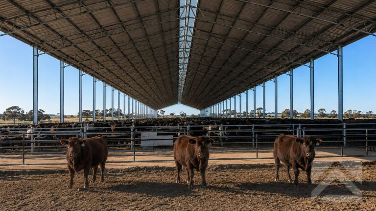 Three beef cattle standing in front of a covered feedlot in Southern Queensland with a large structural steel shelter protecting livestock behind them.
