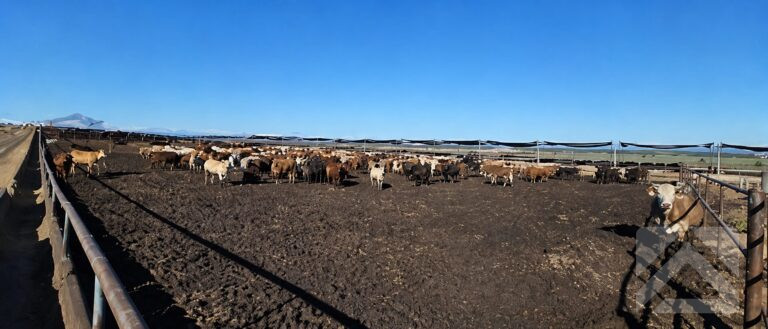 Cattle in a covered feedlot in New South Wales with engineered shelter designed by TechSpan to improve livestock comfort and support efficient feedlot operations.
