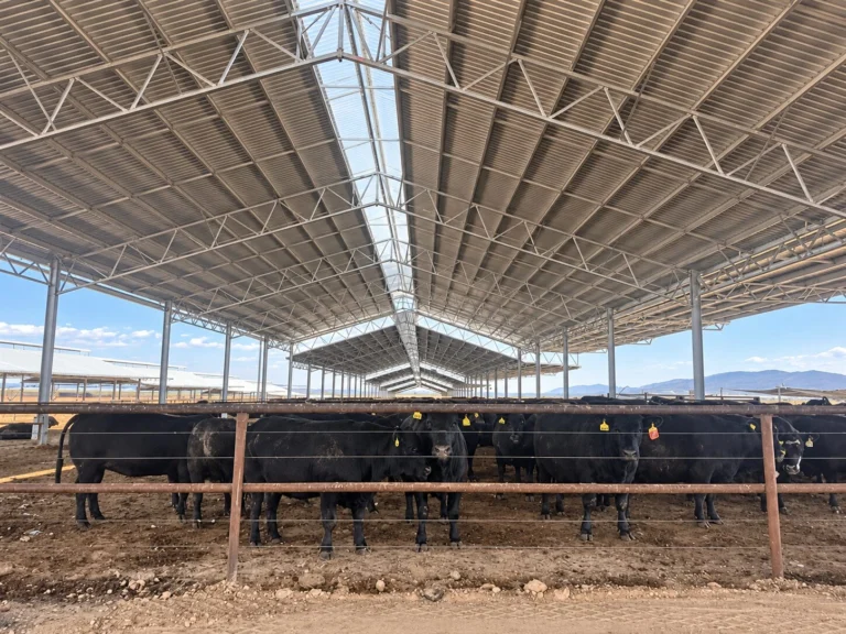 Black cattle standing beneath a large steel roof structure at Killara Feedlot during construction of the covered housing facility.